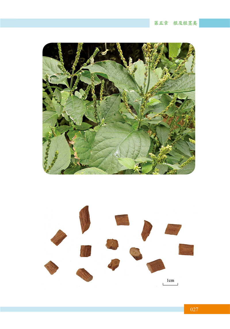 北京中草药识别手册19.jpg