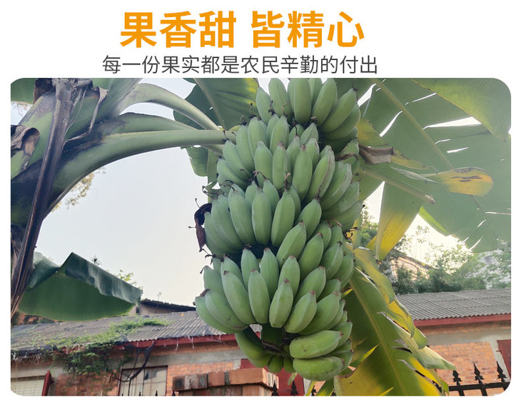 广西小米蕉新鲜糯米蕉自然熟水果香蕉banana软糯芭蕉