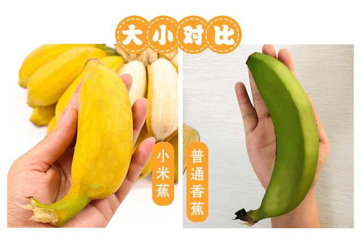 广西小米蕉新鲜糯米蕉自然熟水果香蕉banana软糯芭蕉10斤整箱