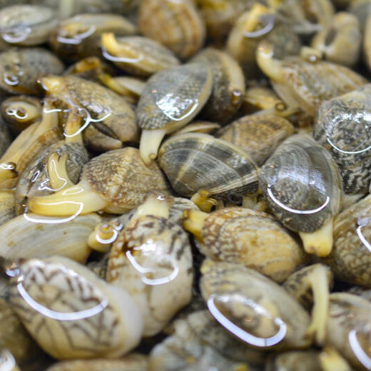 新鲜蚬子花蛤花甲蛤蜊约500g
