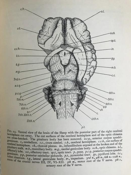 脊椎动物形态学手册54幅插图漆布精装18开