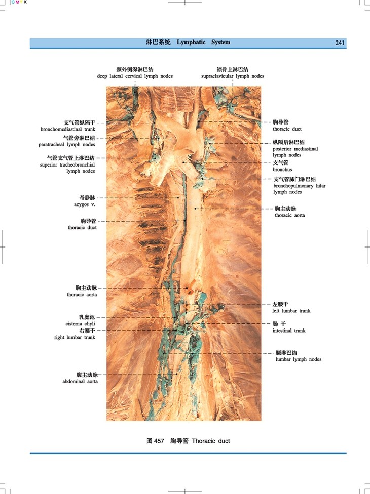 人体解剖学标本彩色图谱第二版