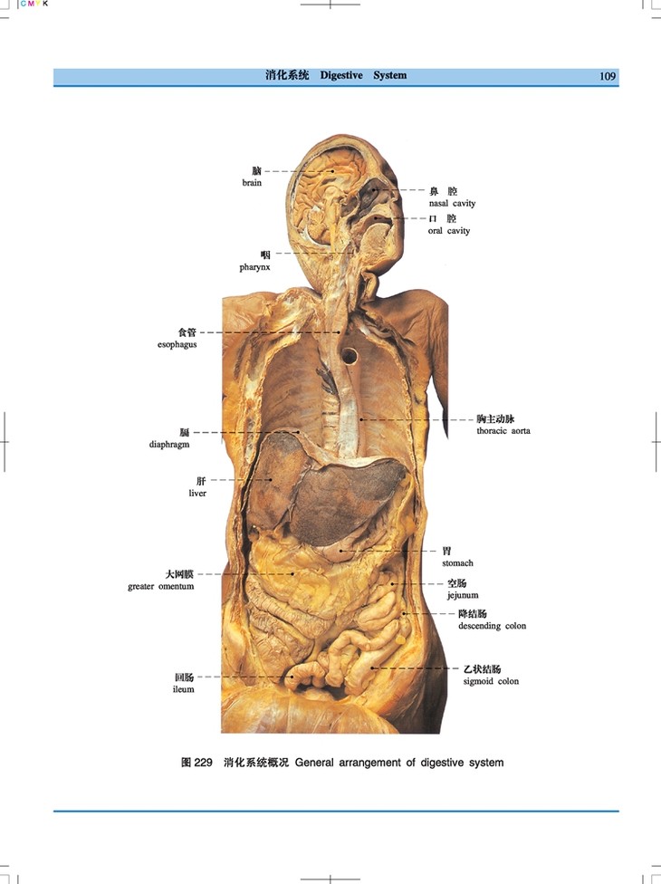 人体解剖学标本彩色图谱第二版
