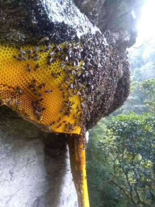 现货云南野生蜂蜜悬崖蜜收货后请冷藏保存保存方式不当不售后哦