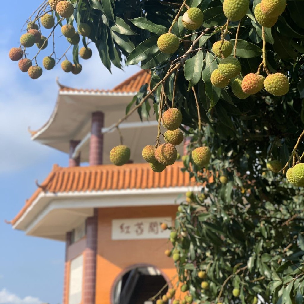 在唐朝时期,杨贵妃就非常喜欢吃我们这边的荔枝树,根据历史记载,杨