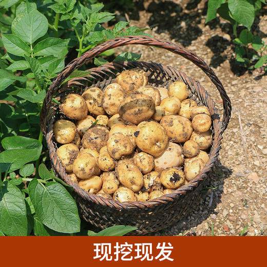 恩施小土豆原始农作种植产地直发应季新货口感粉糯现挖现发约5斤小