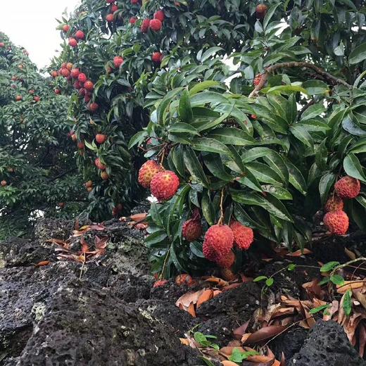 海南树上熟火山岩荔枝王45斤装约4550枚空运货不一样的新鲜