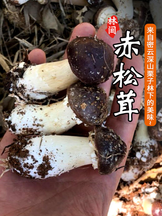 3份包邮林下鲜美赤松茸新鲜菌菇蘑菇煲汤菌香浓郁露天应季蔬菜500g