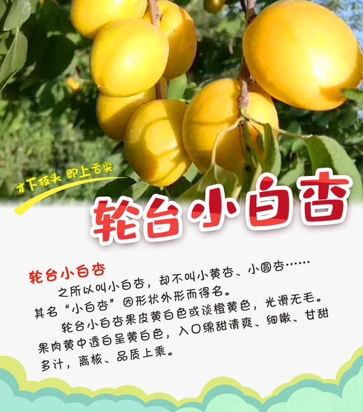 【团购"杏福疆来"轮台小白杏,每年只有20天的最佳赏味期,亲自来感受