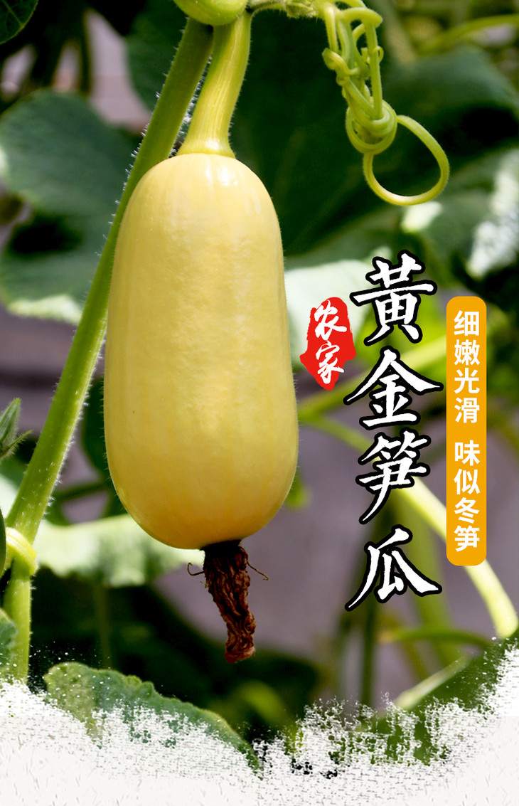 农家种植鲜嫩黄金笋瓜口感似冬笋北瓜350g新鲜蔬菜