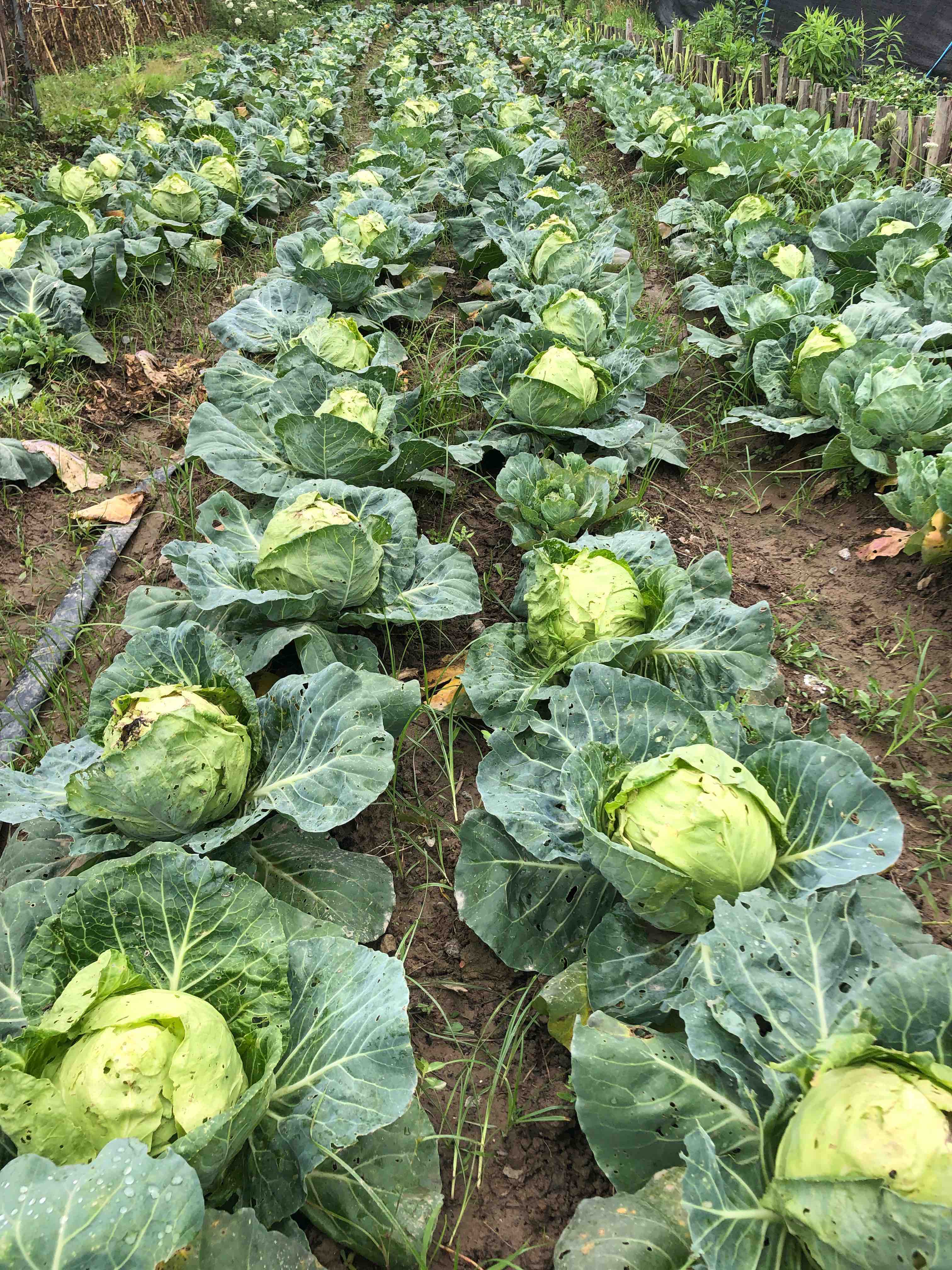 蜗牛农场卷心菜 18.88三个特卖 无农药 无激素 真正的放心菜