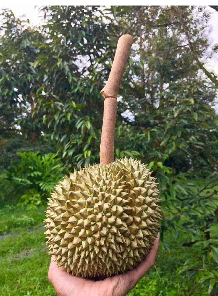 泰国进口长柄干腰榴莲新鲜带壳