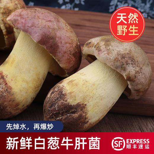 慢绿寻味|大凉山特产白葱菌 白牛肝菌 野生菌新鲜菌菇菌子菇见手青