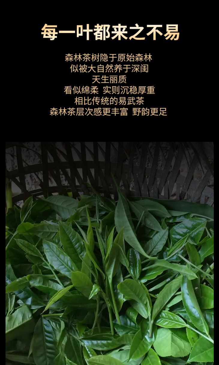 2019年春茶料倚邦国有林高杆古树纯料云南普洱茶生茶茶饼357g