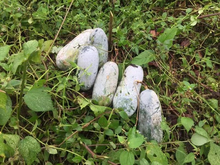 丨生态丨仿野生丨西双版纳小香冬瓜又名铁皮冬瓜