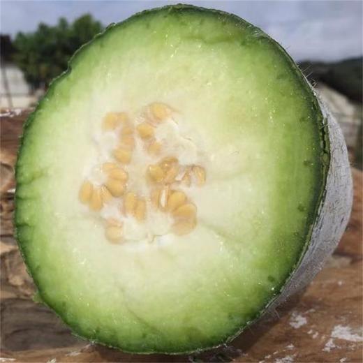 丨生态丨仿野生丨西双版纳小香冬瓜又名铁皮冬瓜