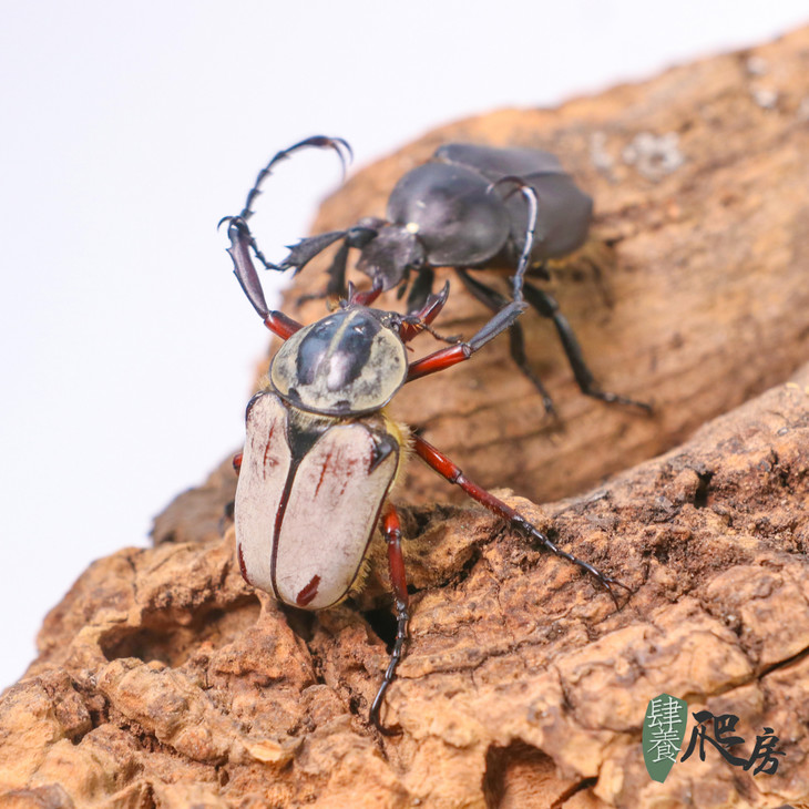 ht 宽带鹿角花金龟 dicranocephalus adamsi | 成体 可繁殖