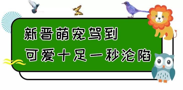 【德汇万达bobozoo】室内动物园暑期活动99元起抢一大一小亲子票,集近