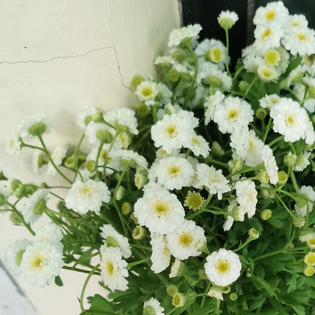 重瓣洋甘菊10支【助花农】新鲜 京郊原产地