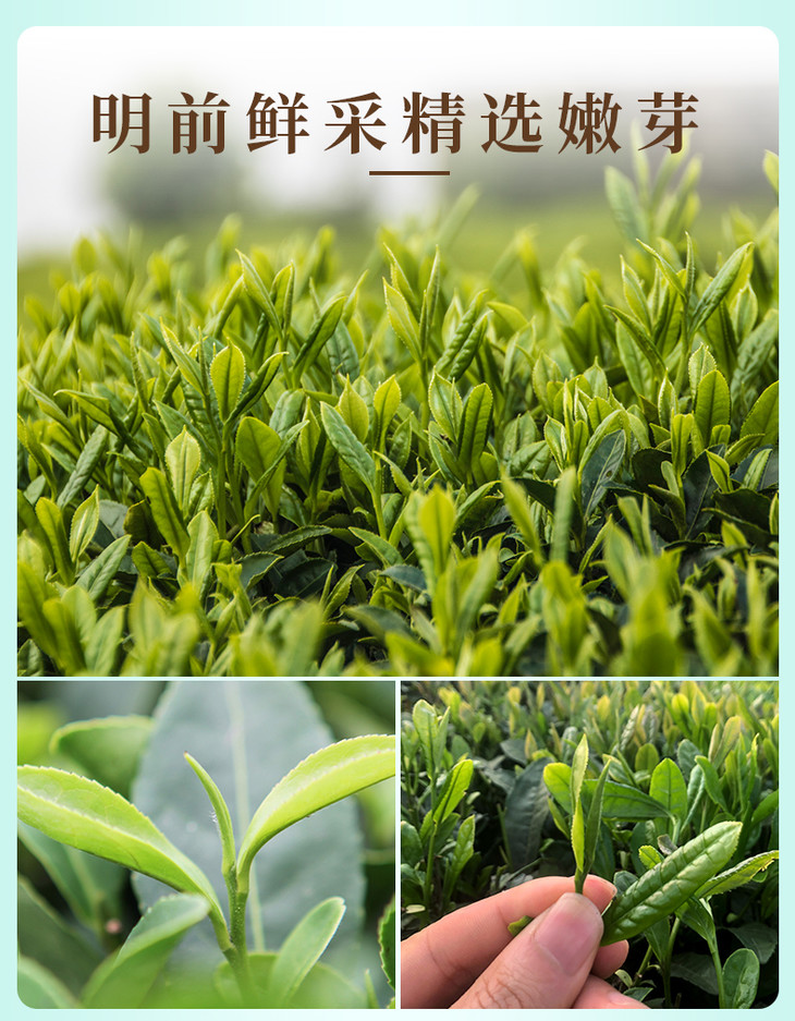 永田露 遵义凤冈 凤冈锌硒茶(翠芽)120g/盒