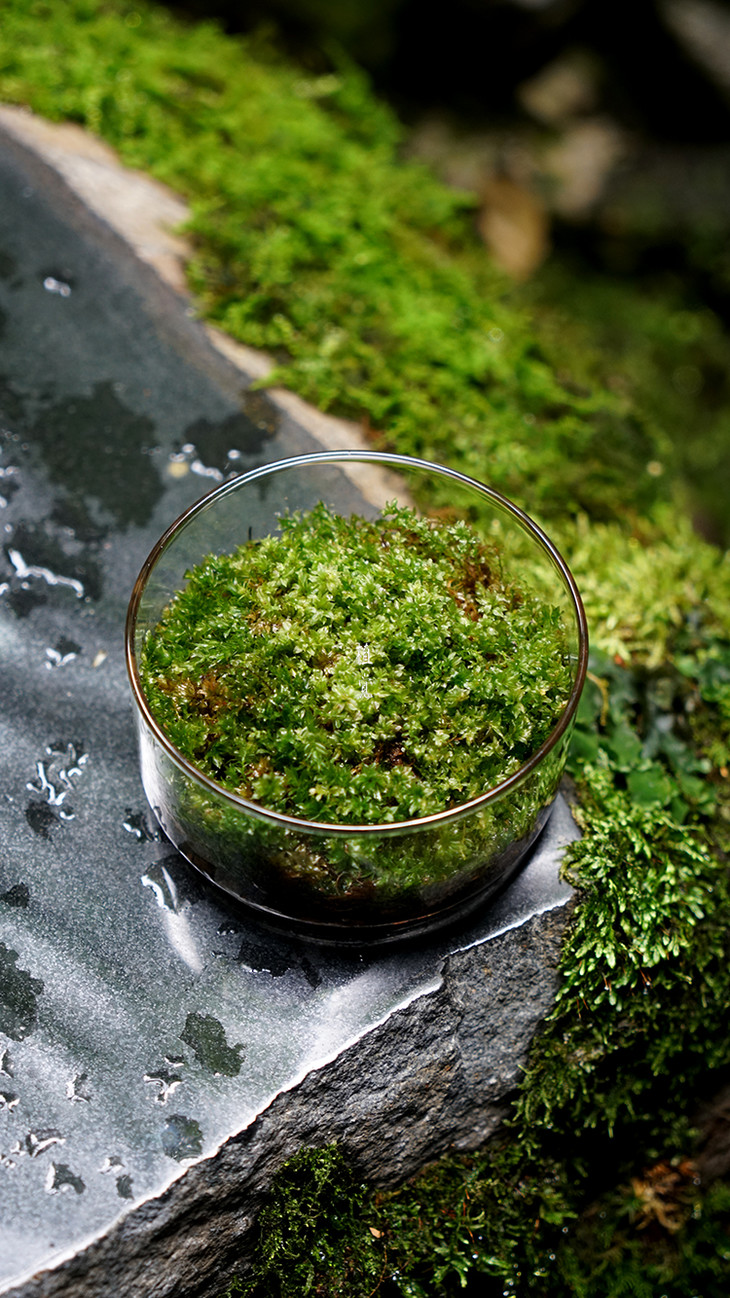 植觉圆苔藓微景观diy创意盆景假山装饰水陆缸植物材料青苔鲜活