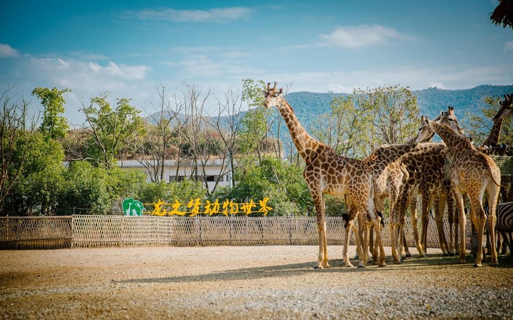 太湖龙之梦动物世界占地面积1600亩,计划引进野生动物约400余种,30000