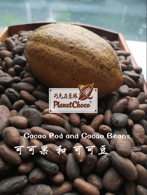 纯进口可可豆/可可碎 cacao beans/cacao nibs