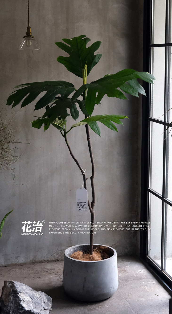 面包树artocarpusaltilis北京市内配送
