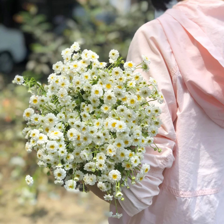 【重瓣小女孩洋甘菊】超仙气的花花,白白的,自由的气质和张扬的生命力