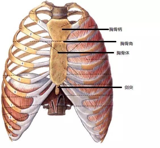 徐文兵老师说"蔽骨是用来遮蔽,隐蔽,保护心气和心神的,中医把心口窝