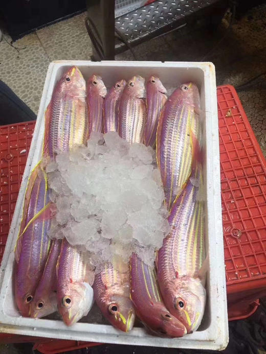 海钓金丝鱼新鲜冷冻冰鲜红杉鱼45条500g