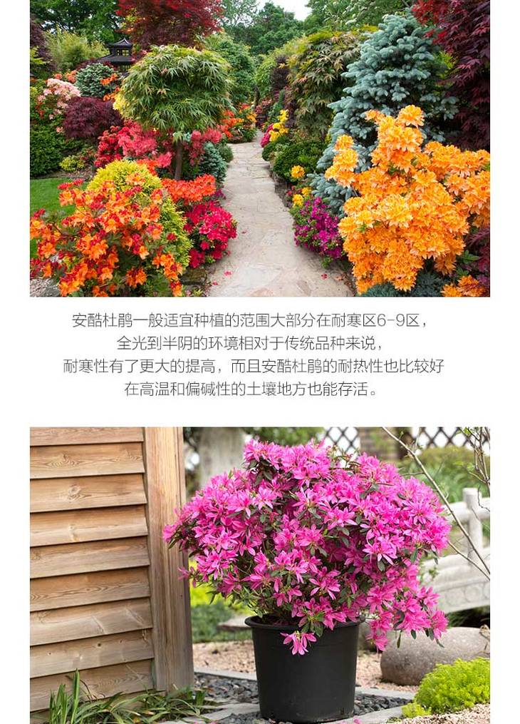 美国进口安酷杜鹃"康乃馨 规格可选 可多季开花