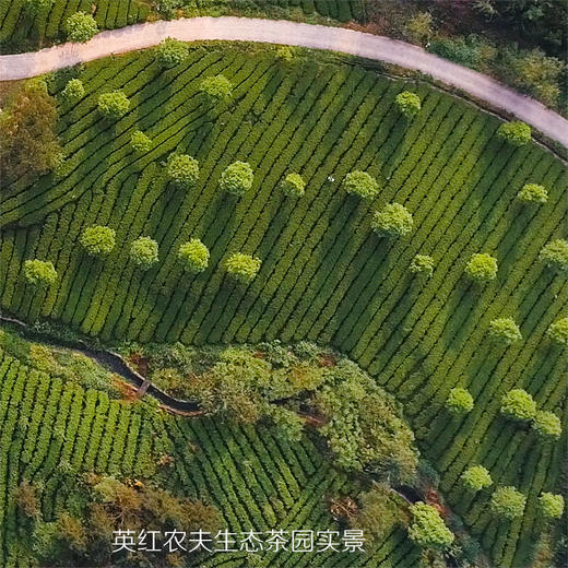 英红农夫生态茶园 茶礼 英红九号红茶 居家大红罐 家庭特惠装 大容量