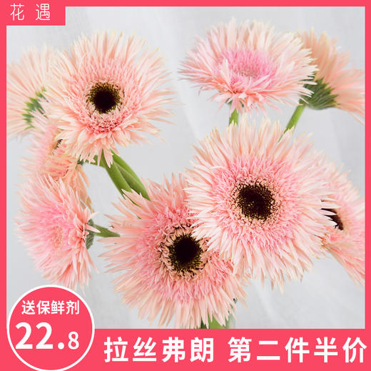拉丝弗朗花鲜花速递昆明基地直发直批家庭插花家用花束