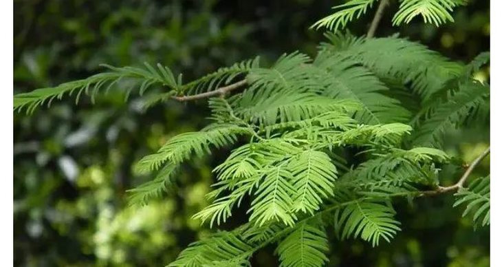 杉树是我国特有的树种,为国家一级保护植物, 有"植物界的大熊猫"之