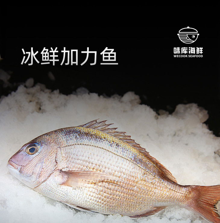 【冰鲜】南海加力鱼(900-1000克/份)【北京上海广州可发闪送,其他地区