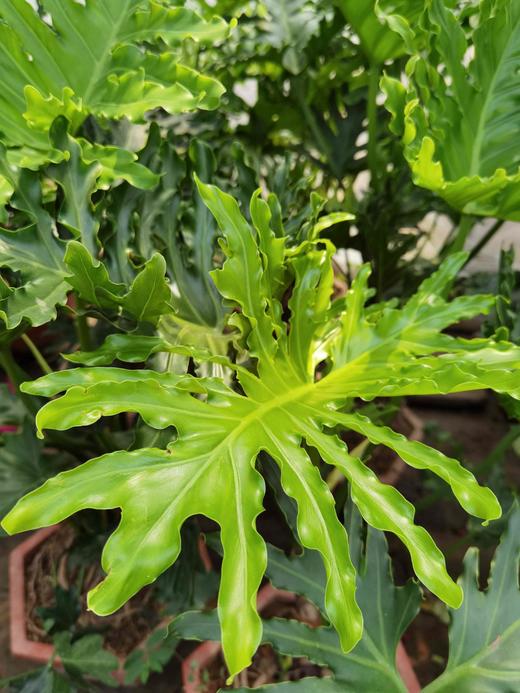 教师节植物团购龙鳞春羽88元盆