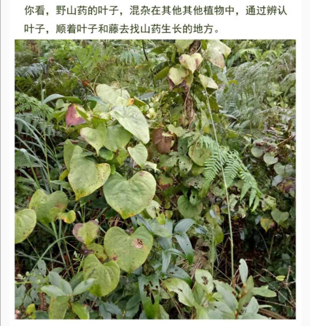 去皮野生山药干片 七年以上老野山药 200g
