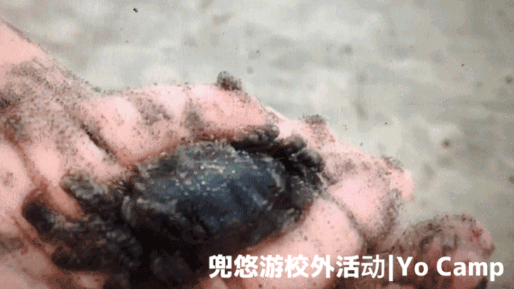 小伙伴们,一起把这些家伙抓回去吧,还可以来一场螃蟹爬行比赛哟!