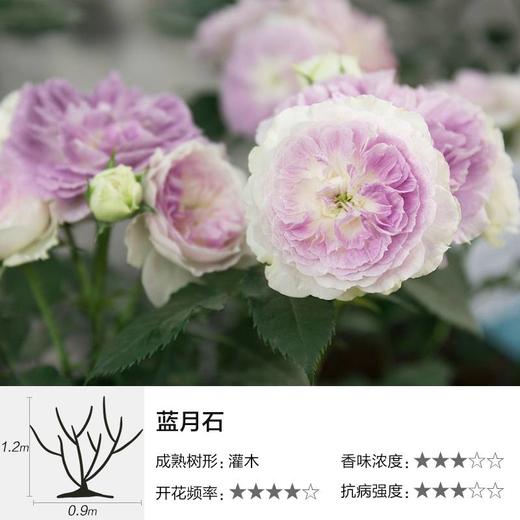 5年生裸根苗