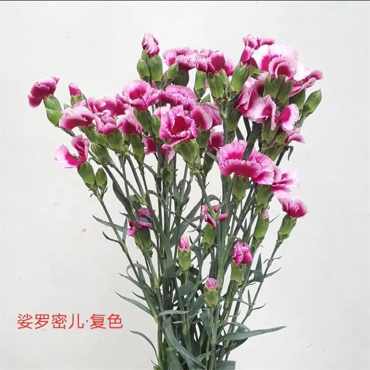 海盛·娑罗密儿(多头康乃馨)