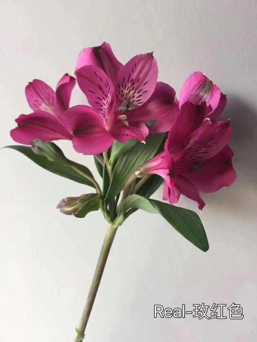海盛·水仙百合(小单商城) - 昆明情义花卉直供商城