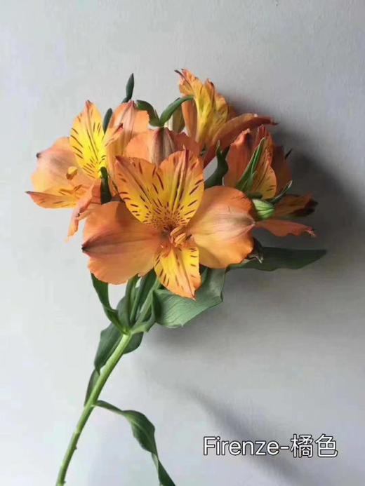 海盛·水仙百合(小单商城) - 昆明情义花卉直供商城