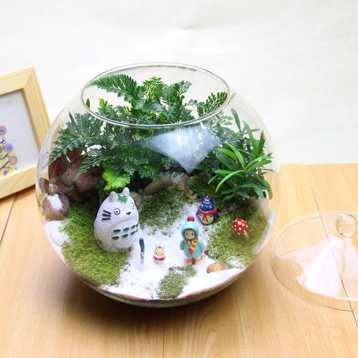 快递包邮苔藓微景观diy生态瓶办公室创意盆栽生日礼物