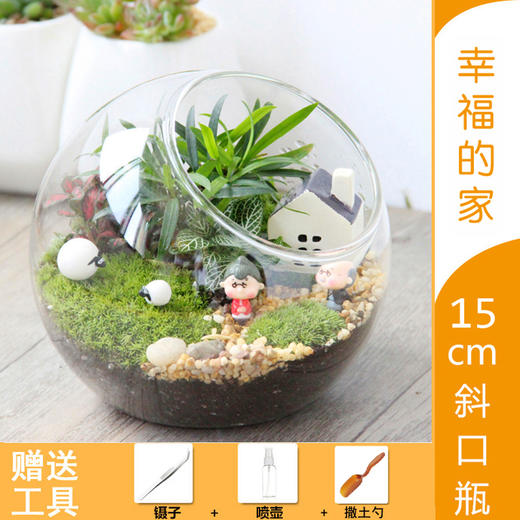 快递包邮苔藓微景观生态瓶奇趣植物创意办公室diy材料包迷你玻璃盆栽