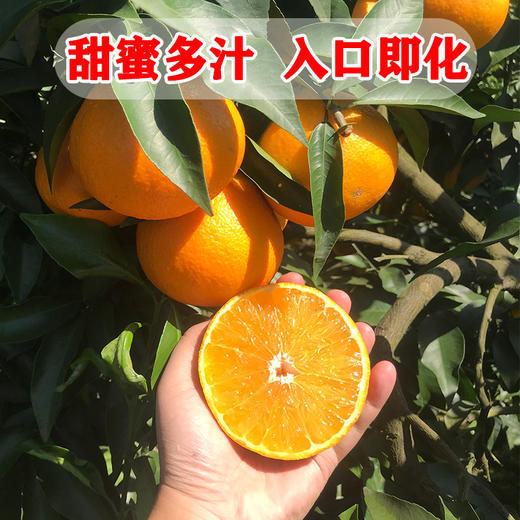 四川爱媛38号果冻橙当季橙子新鲜包邮甜蜜果冻橙口口爆汁