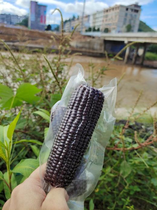 软糯香甜东北非转基因黑糯玉米黑玉米自然富硒花青素口感软糯香甜真空