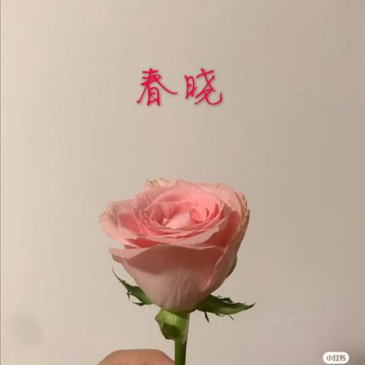 方德玫瑰春晓aa级10支装超长花期质量保证