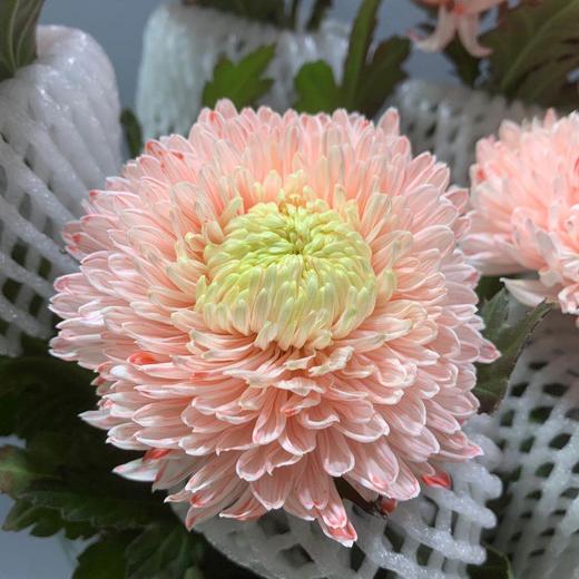 丰岛牡丹菊