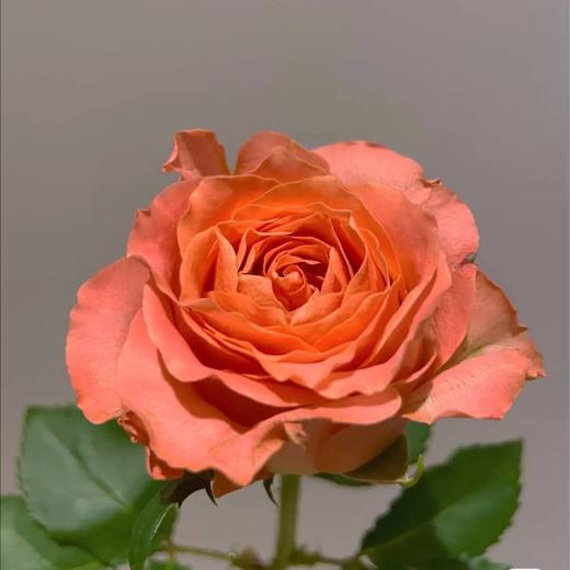 方德玫瑰香妃70cm左右10支装超长花期质量保证